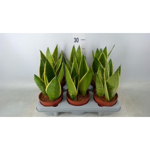 Sansevieria trifa.   ...