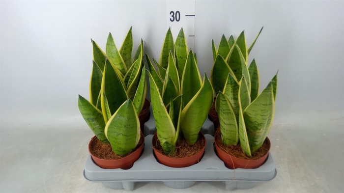 <h4>Sansevieria trifa.   ...</h4>