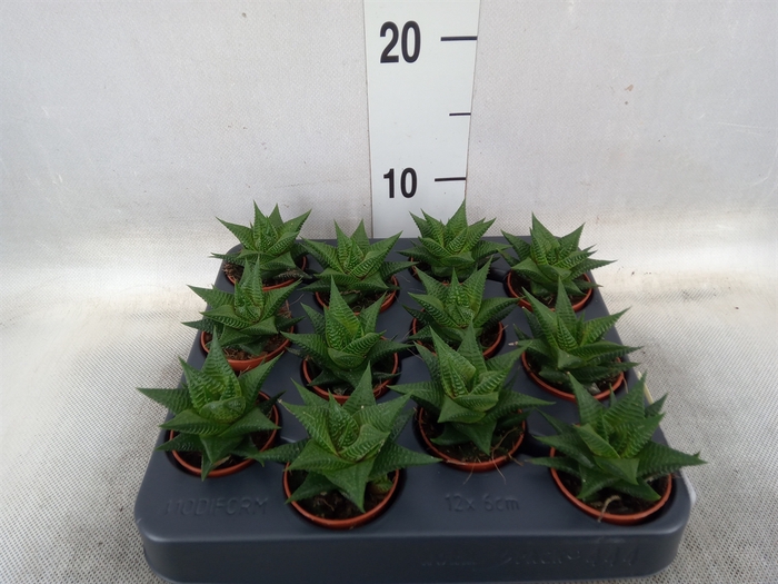 <h4>Haworthia limifolia</h4>