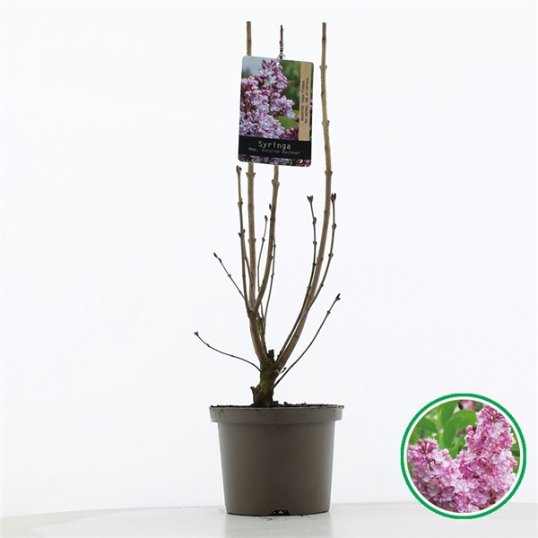 <h4>Syringa vulgaris 'Mme Antoine Buchner' C5 (23cm.)</h4>