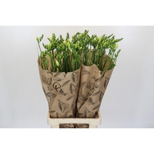 Freesia One White XXL