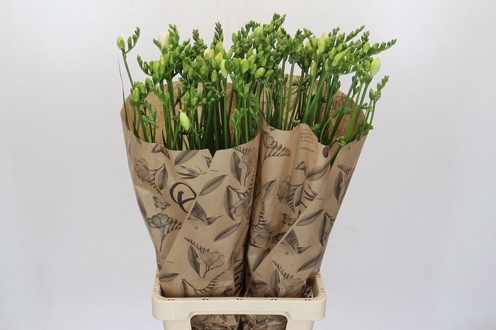 <h4>Freesia One White XXL</h4>