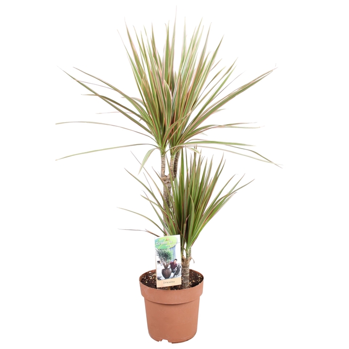 <h4>Dracaena marg. 'Bicolor'</h4>