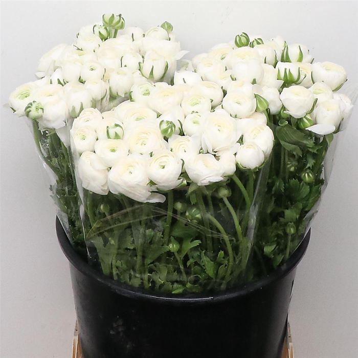 <h4>Ran El White Extra</h4>