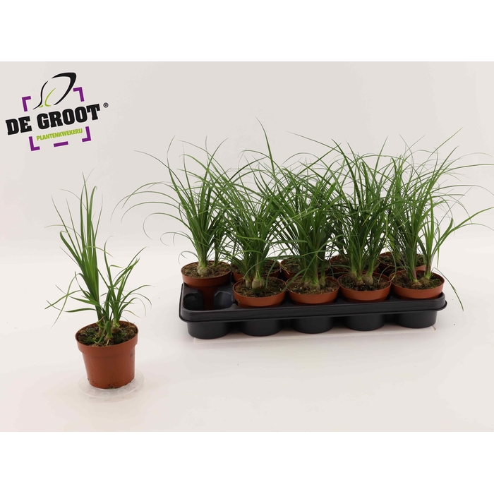 <h4>BEAUCARNEA RECUR</h4>