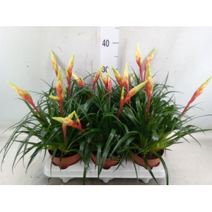Vriesea  'Shannon'