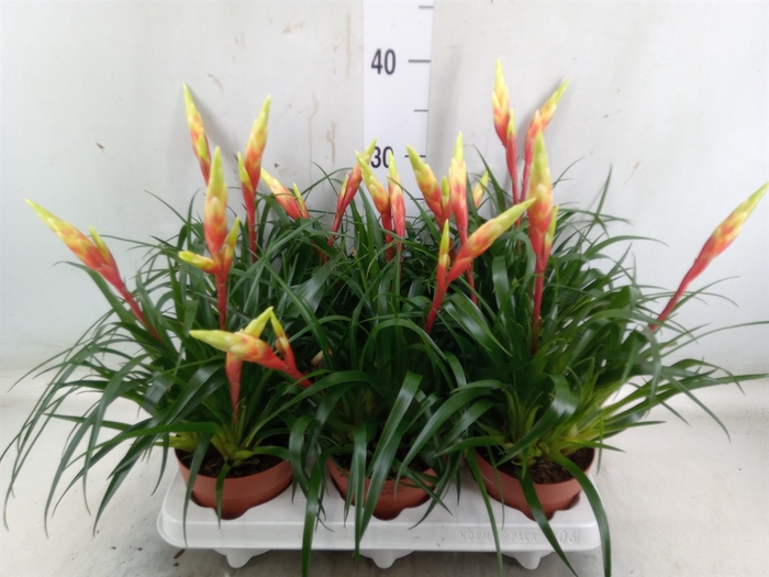 <h4>Vriesea  'Shannon'</h4>