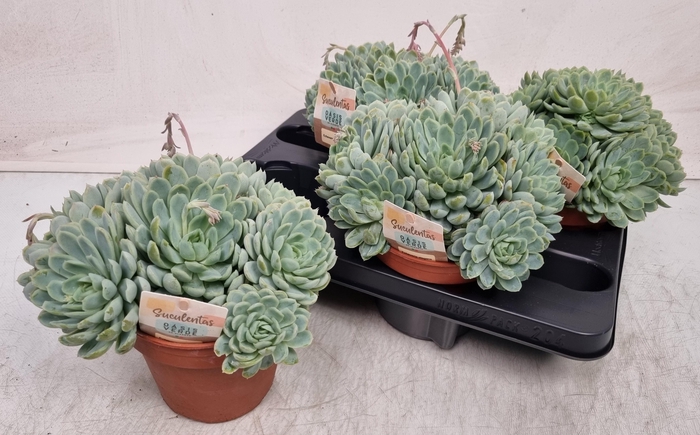 <h4>ECHEV ELEGANS</h4>