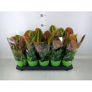 Maranta leuc. 'Fascinator'