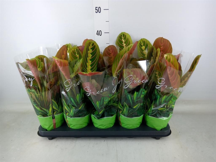 <h4>Maranta leuc. 'Fascinator'</h4>