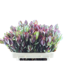 Leucad Senorita Spray