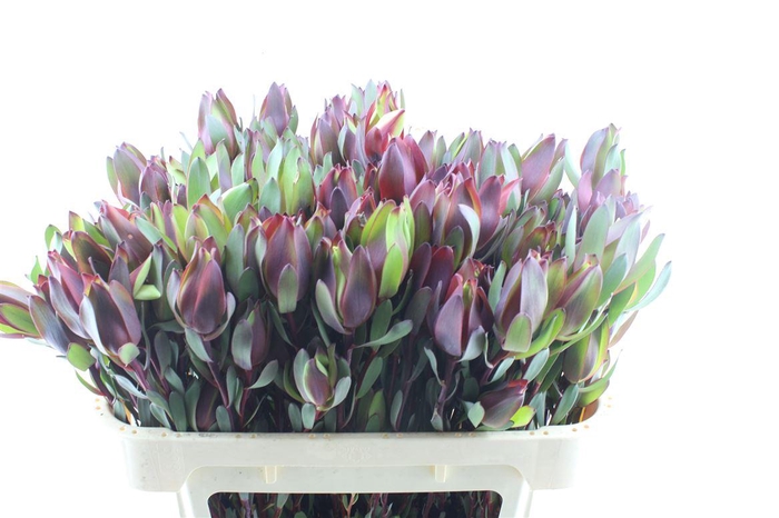 <h4>Leucad Senorita Spray</h4>