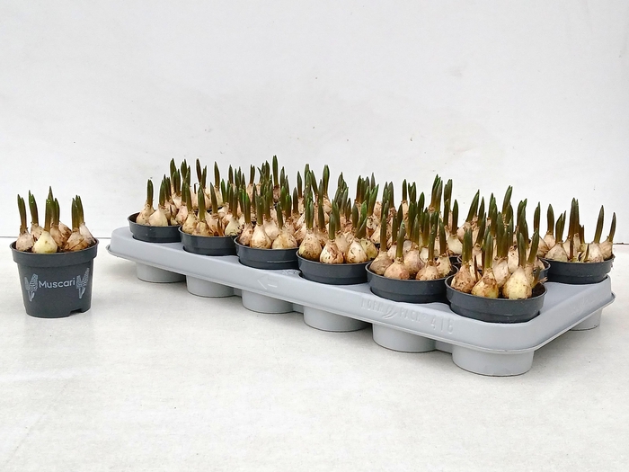 <h4>MUSCAR LINDSAY</h4>