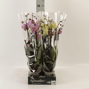 Phalaenopsis   ...mix