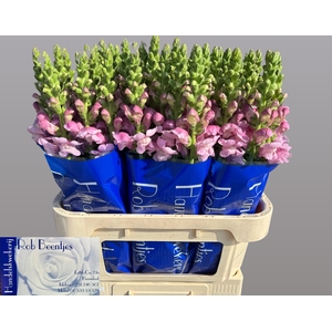 ANTIR OP LAVENDER
