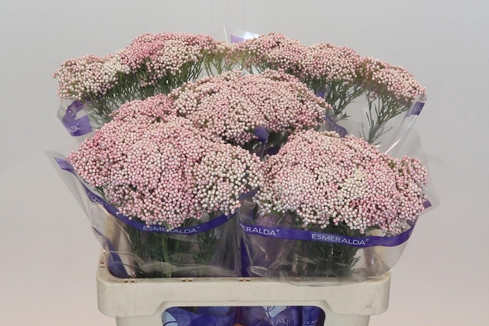 Ozothamnus Cooks Pink