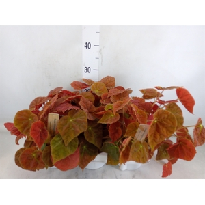 Begonia BD   ...