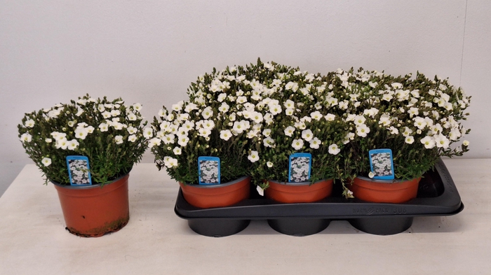 <h4>AREN MONTANA</h4>