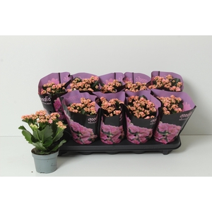 KAL GE PERFECTA PINK