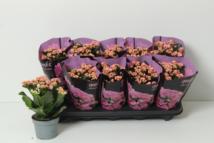 <h4>KAL GE PERFECTA PINK</h4>