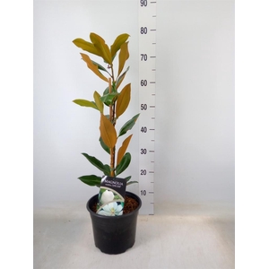 Magnolia grandiflora