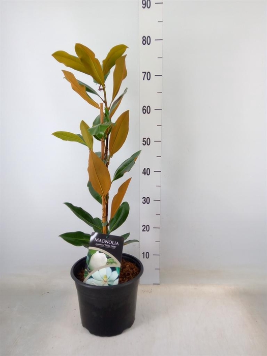 <h4>Magnolia grandiflora</h4>