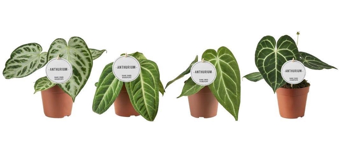 <h4>Anthurium blad</h4>