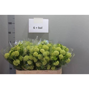 Viburnum Roseum St
