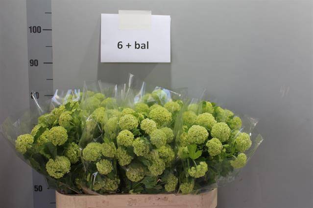 <h4>Viburnum Roseum St</h4>