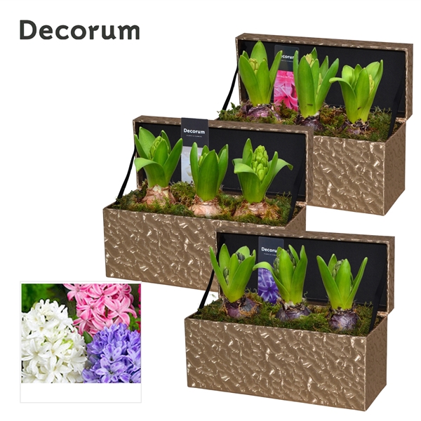 <h4>Arrangementen Hyacinthus 6%</h4>