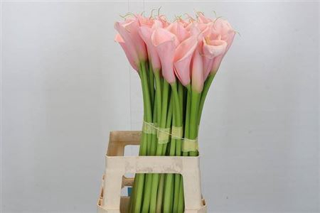 <h4>Zant Eydolls Pink</h4>