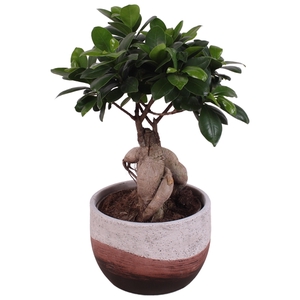 Ficus m. Ginseng Ball Shape Ø15cm in Ø17cm Ceramic NT466