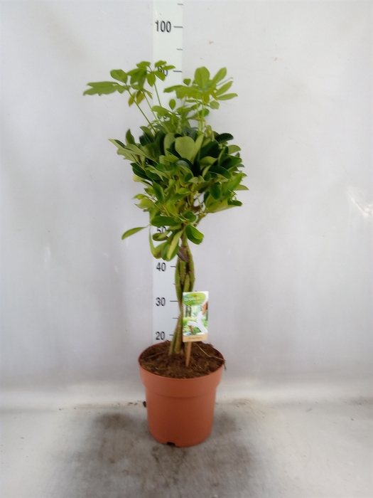 <h4>Schefflera arbor. 'Nora'</h4>