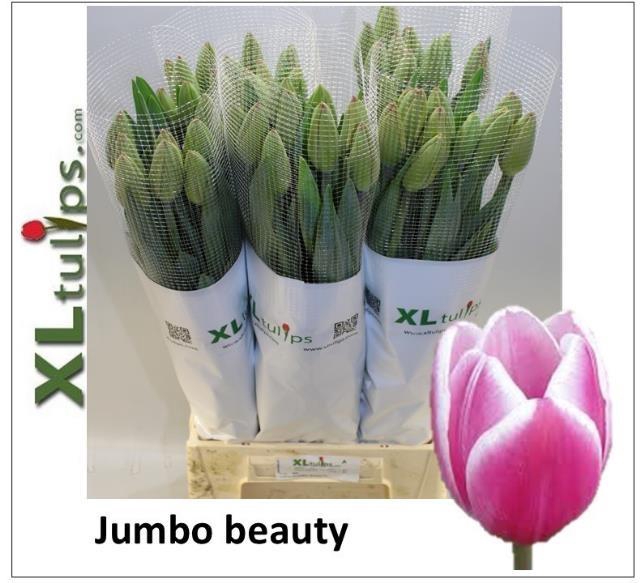 <h4>TU EN JUMBO BEAUTY</h4>
