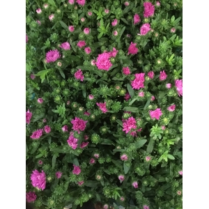 ASTER NB VICTORI GEM