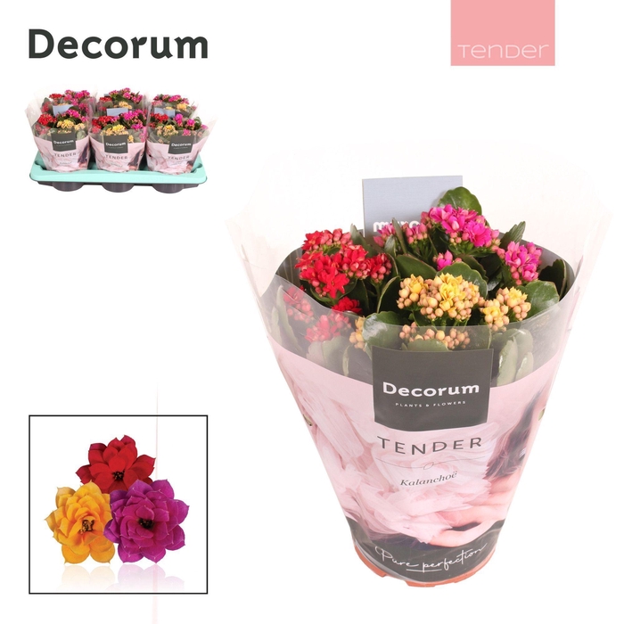 <h4>Kalanchoe Decorum TENDER - Carnaval</h4>