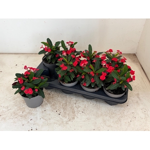 EUPHOR MI MAXI OLYMP