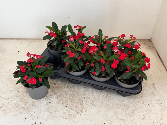 <h4>EUPHOR MI MAXI OLYMP</h4>