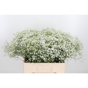 Gyps Pa Zi Discovery