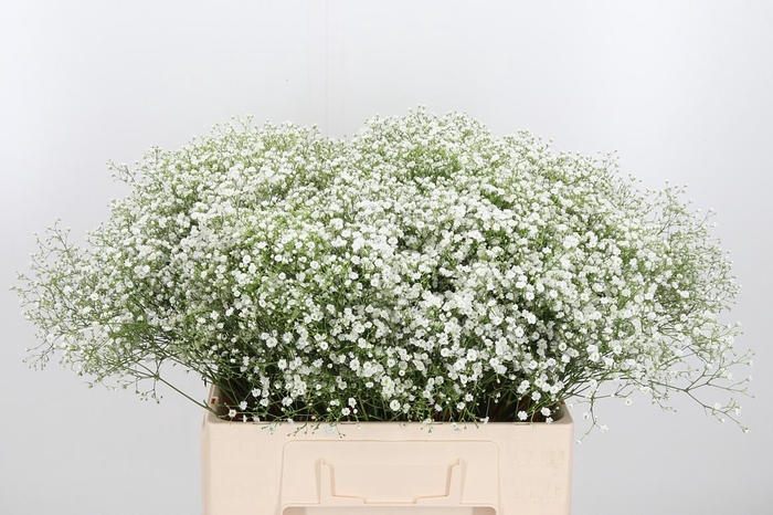 <h4>Gyps Pa Zi Discovery</h4>