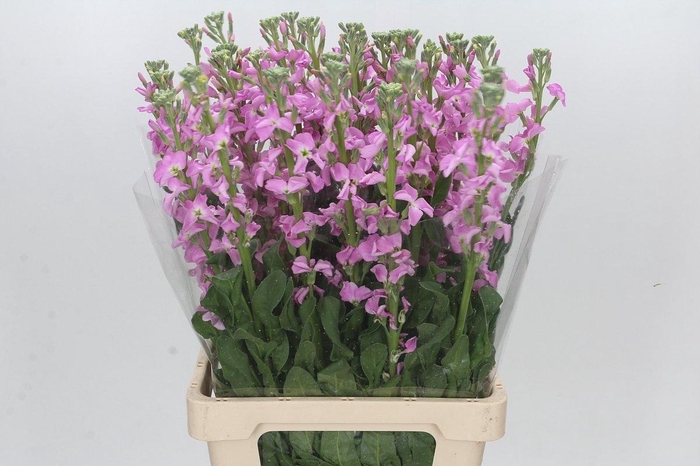 <h4>MATTH LUCINDA ROSE</h4>