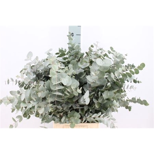 Euca Cinerea Spray Za Kort 200 Gram