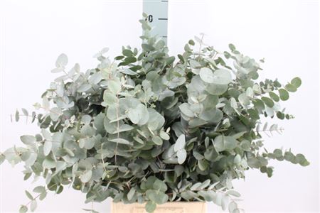 <h4>Euca Cinerea Vertakt Za Kort 200 Gram</h4>