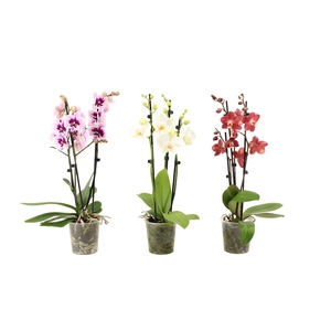 Phal Mix 3T16+