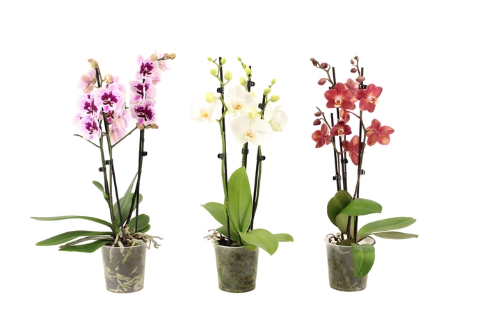 <h4>Phal Mix 3T16+</h4>