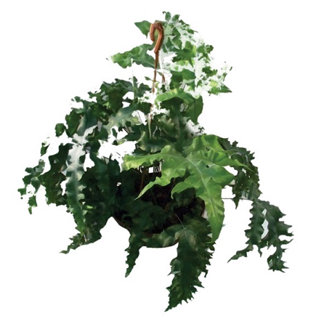 <h4>POLYPODIUM MANDAIANUM C25</h4>