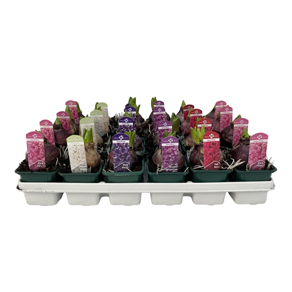 Hyacinthus orientalis gemengd 5 kleuren