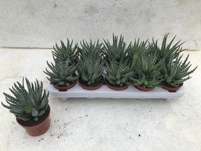 <h4>ALOE HUMILIS</h4>