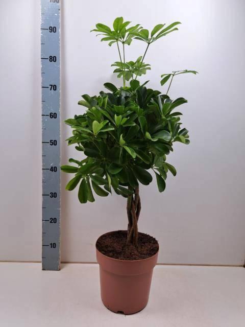 <h4>SCHEF AR NORA</h4>