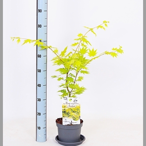 ACER SH JORDAN